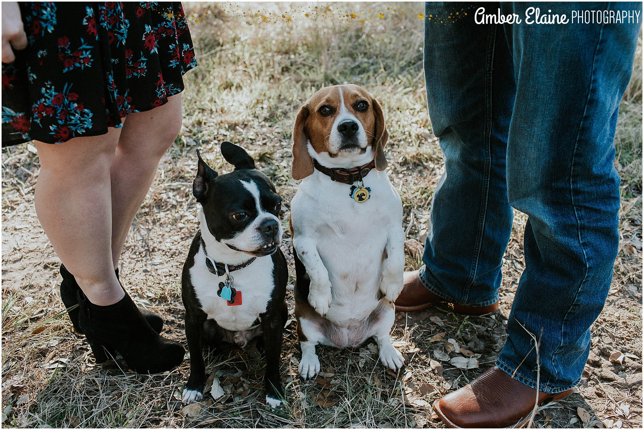 rustic engagement photos with dogs